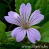 GERANIUM nodosum 'Svelte Lilac'