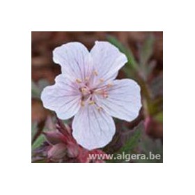 GERANIUM pratense 'Midnight Clouds'