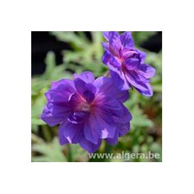 GERANIUM pratense 'Plenum Violaceum'