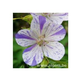 GERANIUM pratense 'Striatum Akaton'