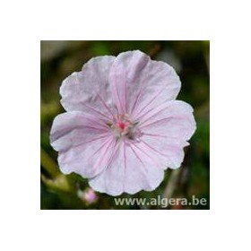 GERANIUM sanguineum 'Apfelblüte'