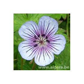GERANIUM wallichianum 'Crystal Lake'
