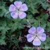 GERANIUM wallichianum 'Sweet Heidy'