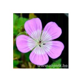 GERANIUM wallichianum 'Sylvia's Surprise'