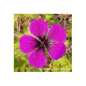 GERANIUM 'Sandrine'