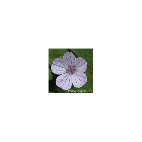 GERANIUM albanum