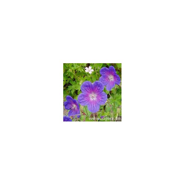 GERANIUM himalayense 'Gravetye'