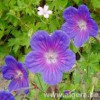 GERANIUM himalayense 'Gravetye'