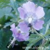 GERANIUM monacense