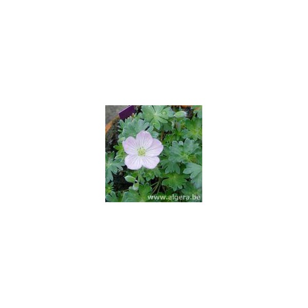 GERANIUM lindavicum 'Apple Blossom'