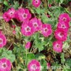 GERANIUM subcaulescens 'Splendens'