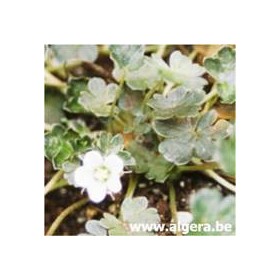GERANIUM sessilliflorum ssp novaezelandiae ‘Nigracans’