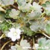 GERANIUM  sessilliflorum  ssp  novaezelandiae  ‘Nigracans’
