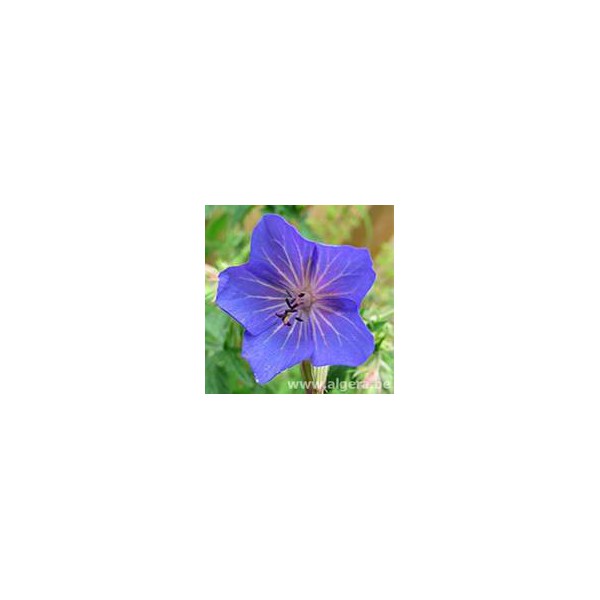 GERANIUM pratense 'Cluden Sapphire'