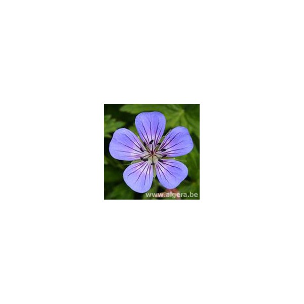 GERANIUM wallichianum 'Azurro'