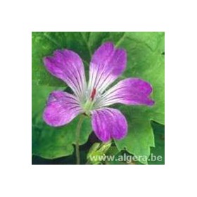 GERANIUM nodosum 'Darkleaf'