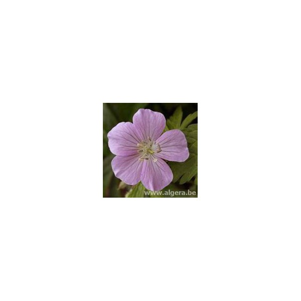 GERANIUM maculatum 'Beth Chatto'