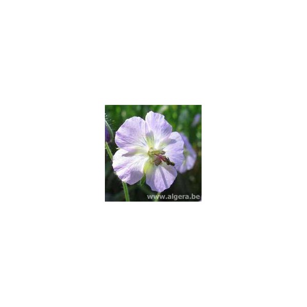 GERANIUM phaeum 'Walkure'