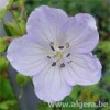 GERANIUM pratense 'Picotee'