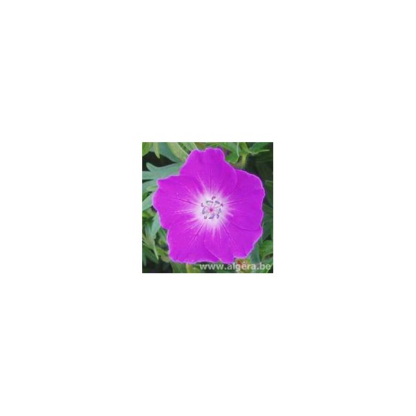 GERANIUM sanguineum 'New Hampshire Purple'