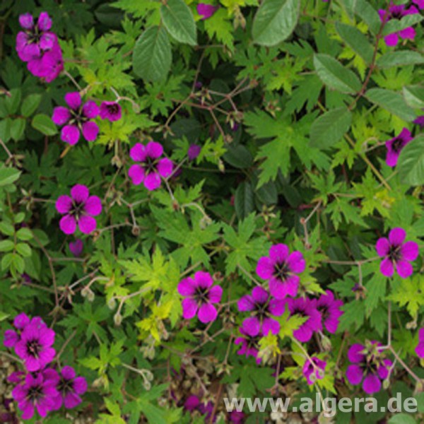 GERANIUM 'Ann Folkard'