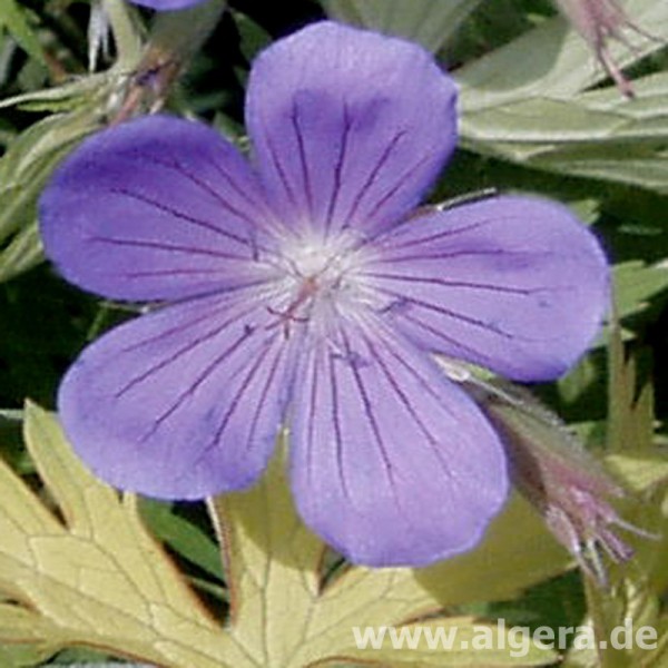 GERANIUM 'Blue Sunrise'