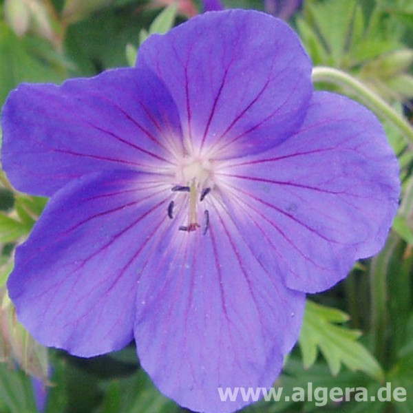 GERANIUM 'Brookside'