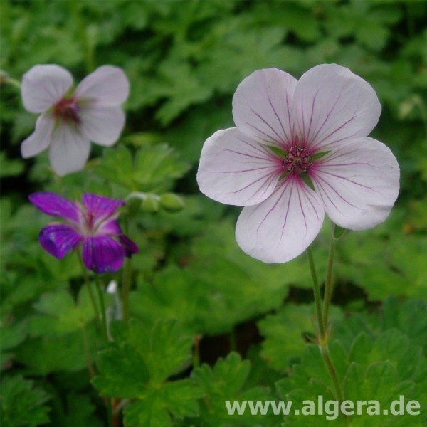 GERANIUM 'Coombland White'