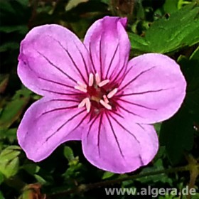 GERANIUM 'Light Dilys'