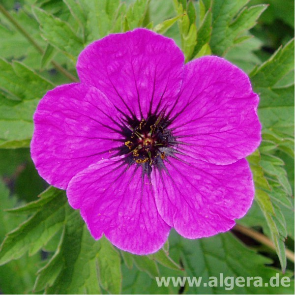 GERANIUM 'Ivan'