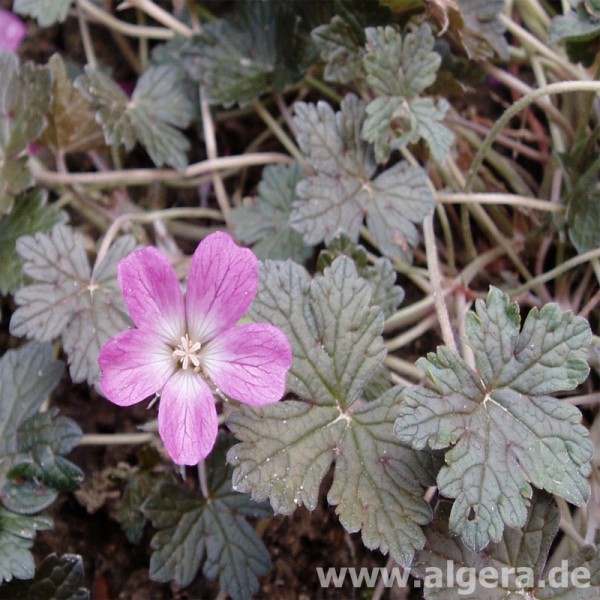 GERANIUM 'Orkney Pink'