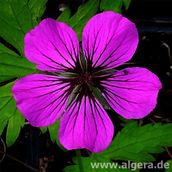 GERANIUM 'Patricia'