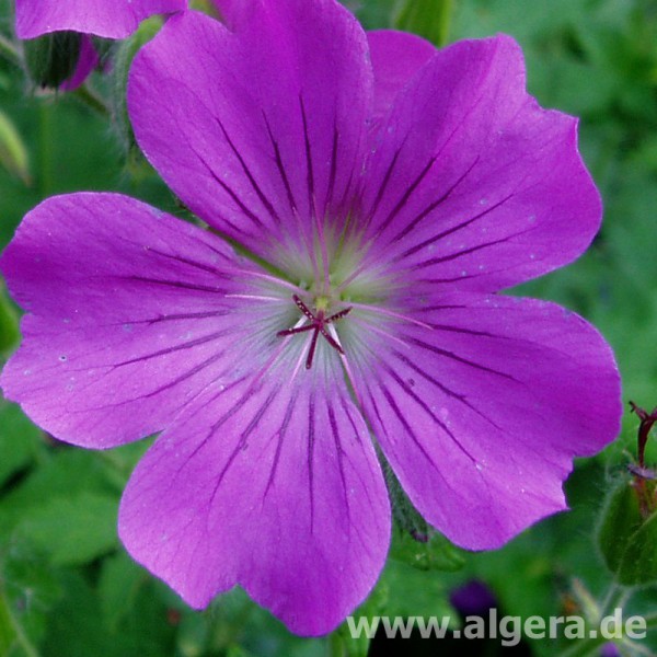 GERANIUM 'Sirak'