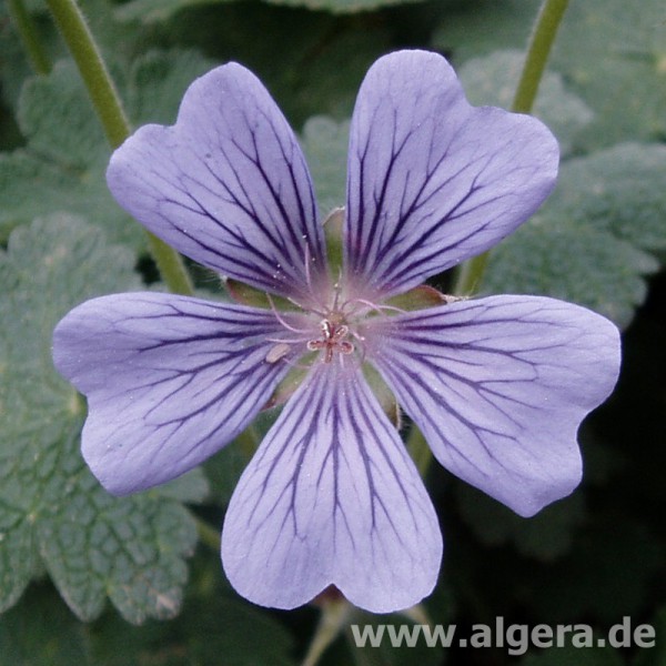 GERANIUM 'Stephanie'