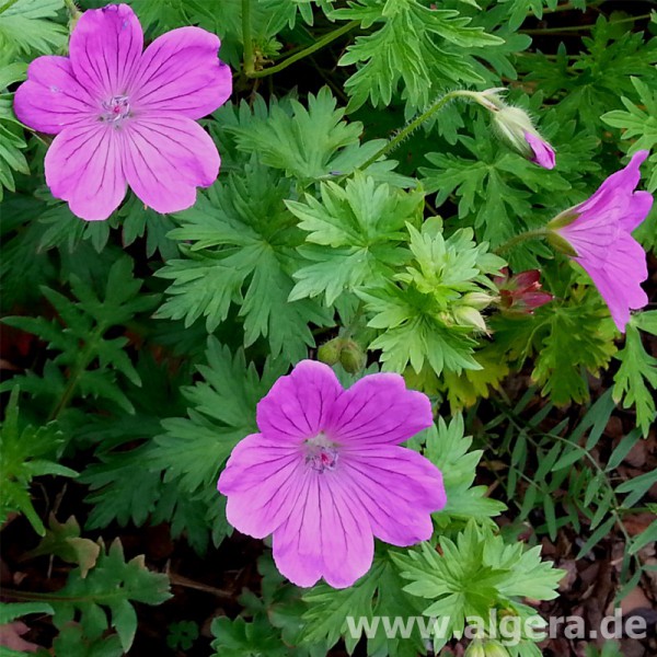 GERANIUM sanguineum 'Deux Fleurs'