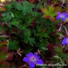 GERANIUM 'Lakwijk Star'