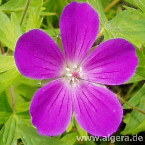 GERANIUM 'Diva'