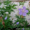 GERANIUM 'Kashmir Blue'