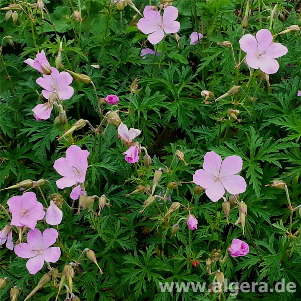 GERANIUM 'Kashmir Pink'