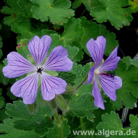 GERANIUM 'Philippe Vapelle'