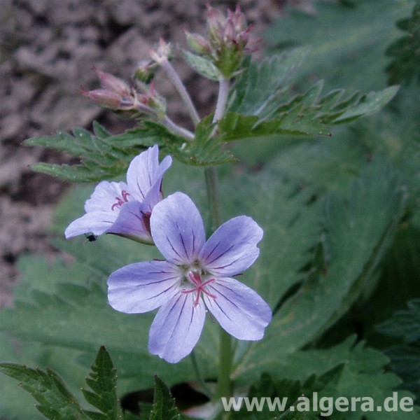 GERANIUM 'Prelude'