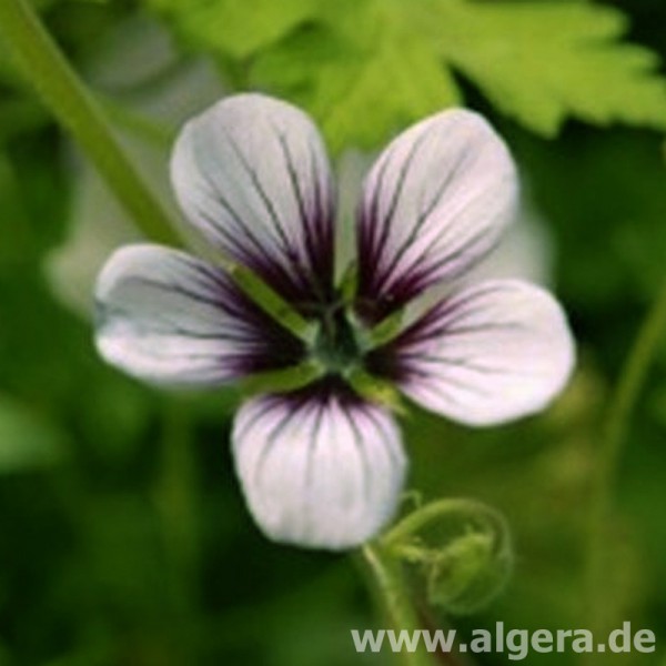 GERANIUM 'Salomé'