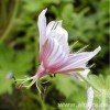 GERANIUM aristatum