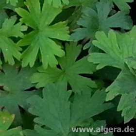 GERANIUM asphodeloides