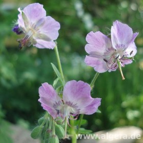 GERANIUM phaeum var lividum 'Majus'
