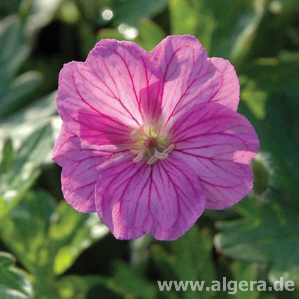 GERANIUM 'Blusing Turtle'