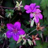 GERANIUM wlassovianum 'Karen Wouters'