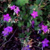 GERANIUM wlassovianum 'Karen Wouters'