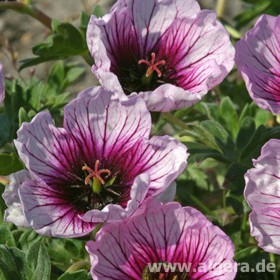 GERANIUM cinereum 'Thumbling Heart'