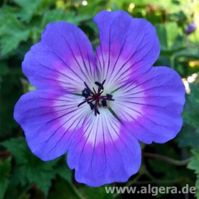 GERANIUM wallichianum 'Rise and Shine'